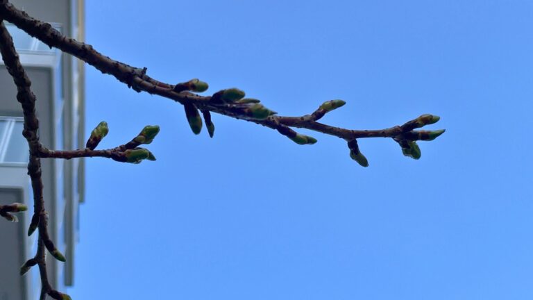 青空に伸びる梅のつぼみの枝