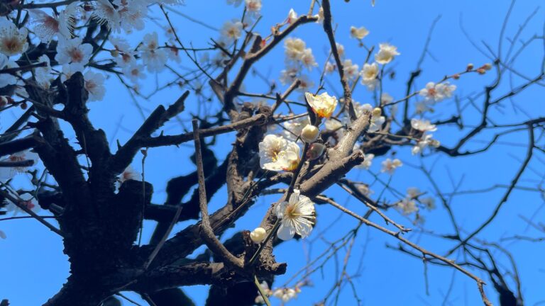 青空に咲く白い梅の花