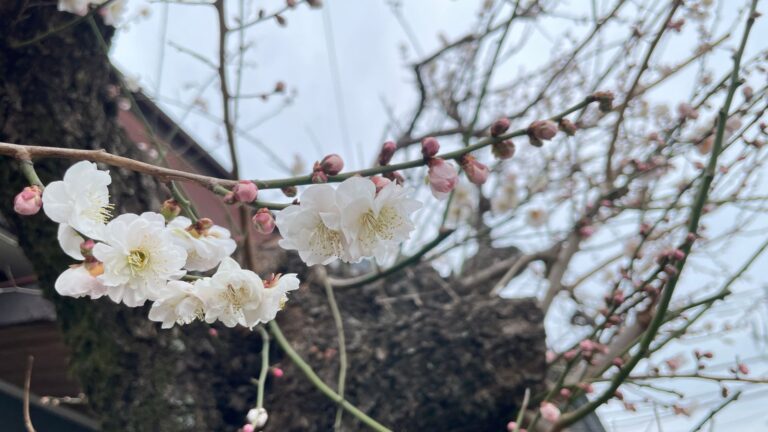 白い梅の花
