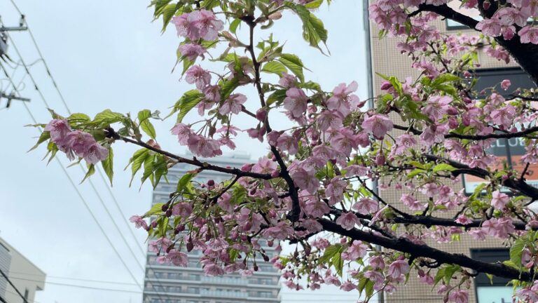 ピンク色の桜の花