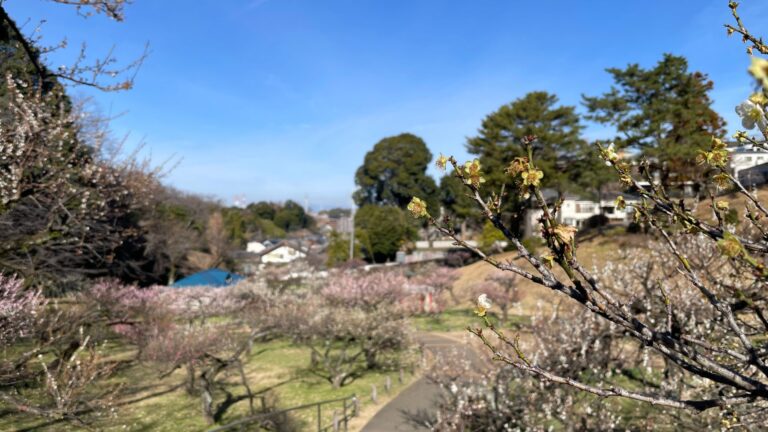 丘から見た梅林