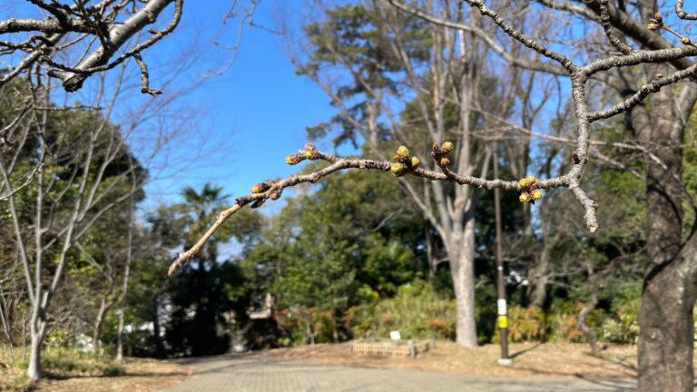冬の綱島公園の木立