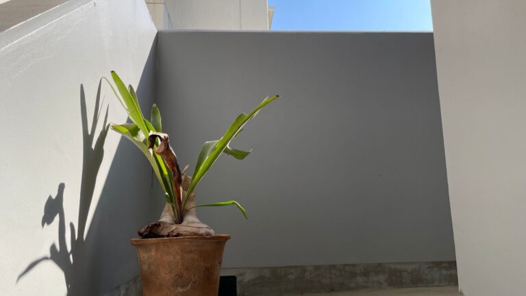 鉢植えのビカクシダ