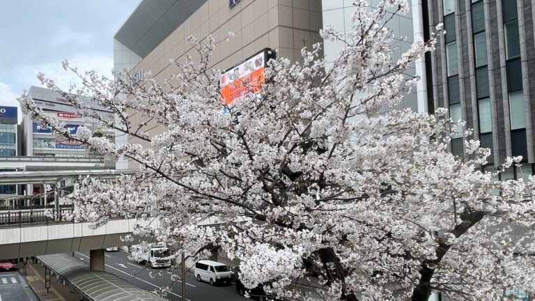 駅前に咲く満開の桜