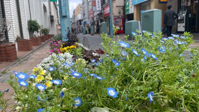 綱島の街なかの花壇