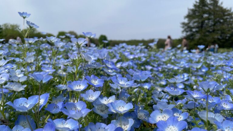 昭和記念公園に咲くネモフィラ