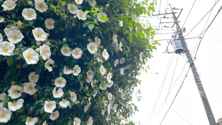 電柱のそばに咲く白い花