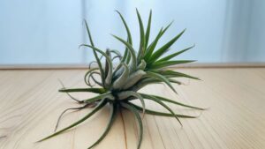 テーブルに置かれたエアプランツ
